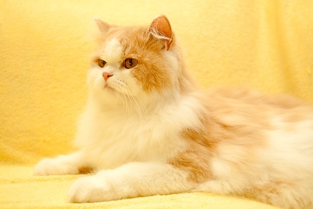 Lying cat for background or textureの写真素材