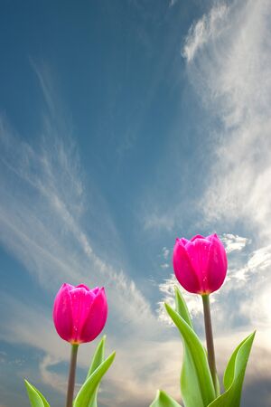 Fresh spring tulips with nice background の写真素材