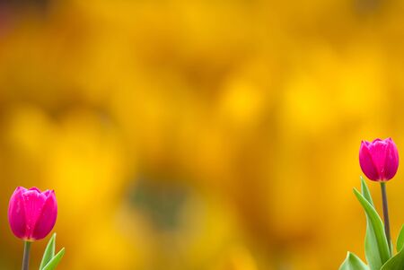 Fresh spring tulips with nice background の写真素材