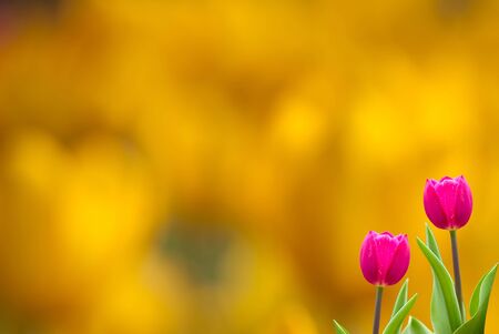 Fresh spring tulips with nice background の写真素材