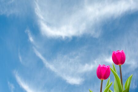 Fresh spring tulips with nice background の写真素材