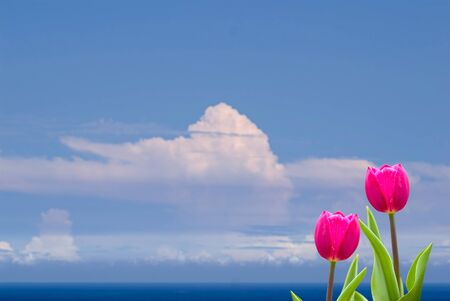 Fresh spring tulips with nice background の写真素材