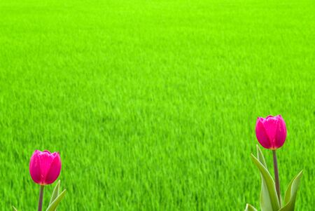 Fresh spring tulips with nice background の写真素材