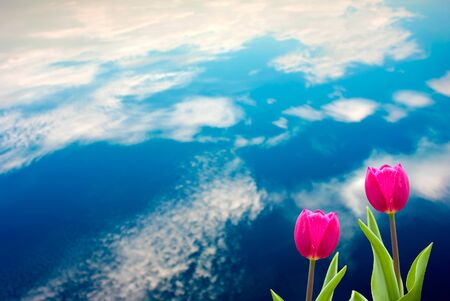 Fresh spring tulips with nice background の写真素材
