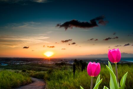 Fresh spring tulips with nice background の写真素材