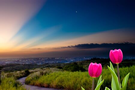 Fresh spring tulips with nice background の写真素材