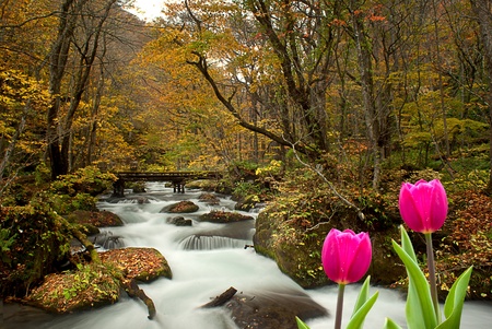 Fresh spring tulips with nice background の写真素材