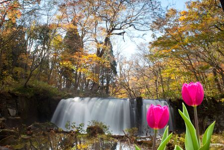 Fresh spring tulips with nice background の写真素材