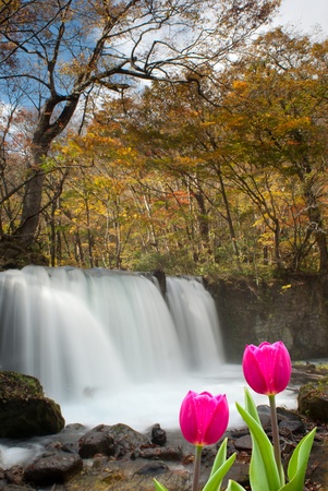 Fresh spring tulips with nice background の写真素材
