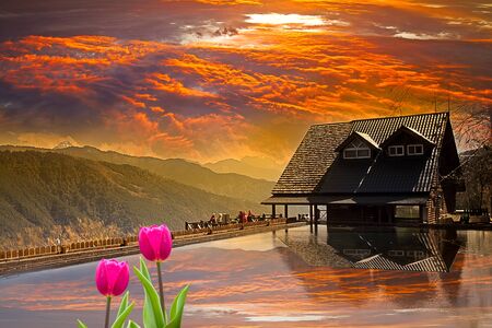 Fresh spring tulips with nice background の写真素材