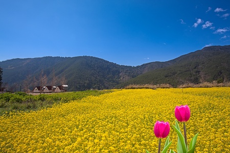 Fresh spring tulips with nice background の写真素材