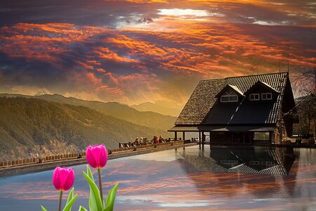 Fresh spring tulips with nice background の写真素材
