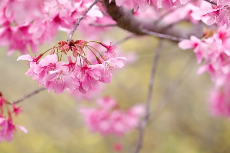 The annual   March Wuling Farm s cherry blossom season, Wuling cherry varieties based on color pink flowers form large cherry Pretty in Pink  P  hybrid cv -  Pink Lady   for Lord  の写真素材