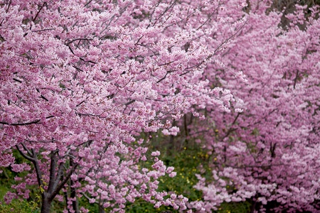 The annual   March Wuling Farm s cherry blossom season, Wuling cherry varieties based on color pink flowers form large cherry Pretty in Pink  P  hybrid cv -  Pink Lady   for Lord  の写真素材