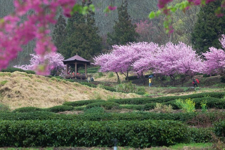 The annual   March Wuling Farm s cherry blossom season, Wuling cherry varieties based on color pink flowers form large cherry Pretty in Pink  P  hybrid cv -  Pink Lady   for Lord の写真素材