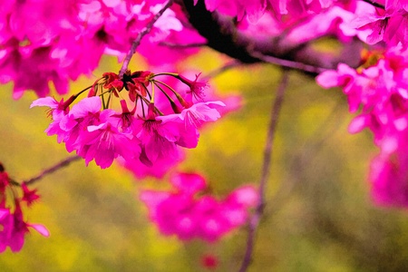 Painting style of landscape with nice sakura flowerの写真素材
