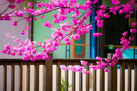 Painting style of landscape with nice sakura flowerの写真素材