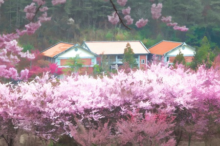 Painting style of landscape with nice sakura flowerの写真素材