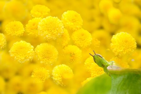 Chrysanthemum and the grasshopperの写真素材