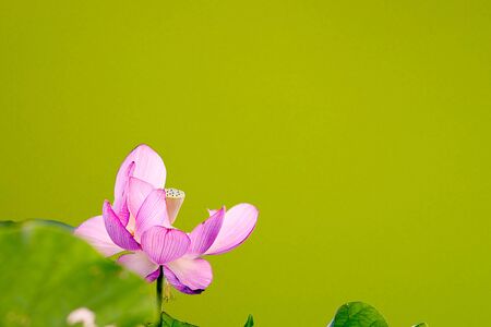 Beautiful Lotus の写真素材