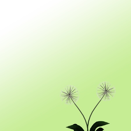 Dandelion for background or textureの写真素材