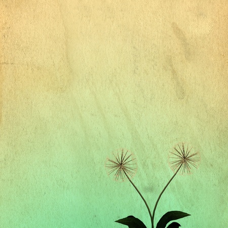 Dandelion for background or textureの写真素材