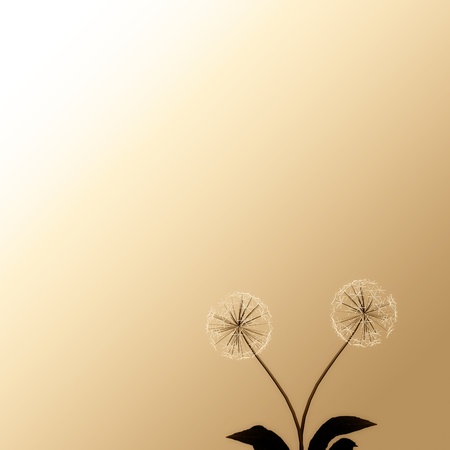 Dandelion for background or textureの写真素材