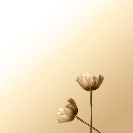 Dandelion for background or texture useの写真素材