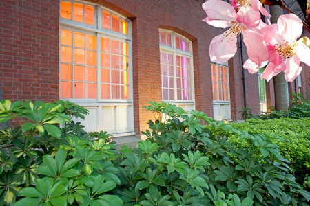 Colorful windows with green leafの写真素材