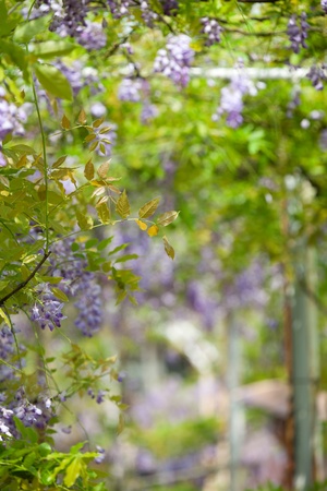 Wisteria floribunda with nice color and backgroundの写真素材