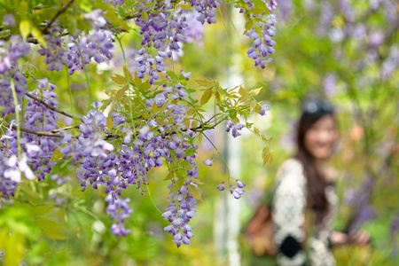 Wisteria floribunda with nice color and backgroundの写真素材
