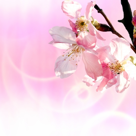 Pink sakura for adv or others purpose use の写真素材