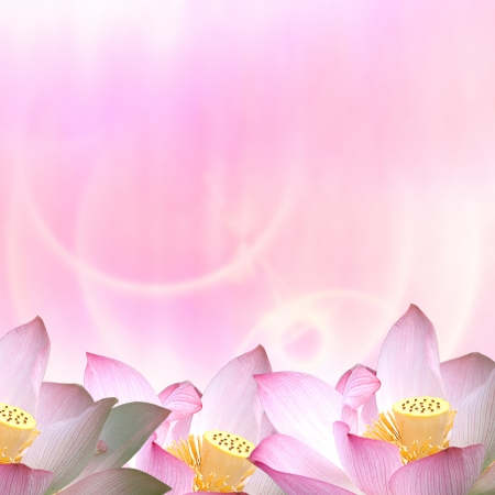 Beautiful Lotus for adv or others purpose use の写真素材