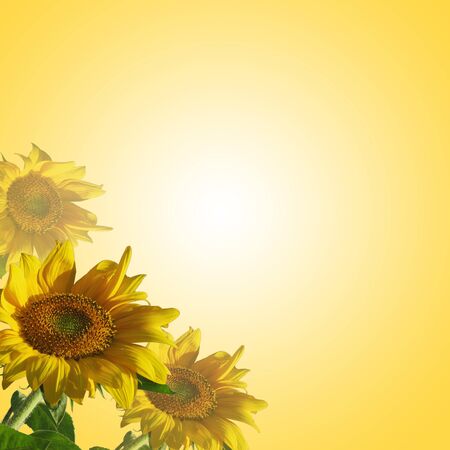 Close-up of sunflower for adv or others purposeの写真素材