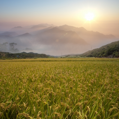 Beautiful paddy with nice backgroundの写真素材