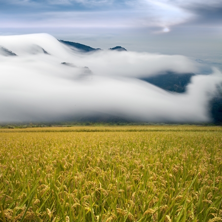 Beautiful paddy with nice backgroundの写真素材