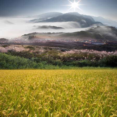 Beautiful paddy with nice backgroundの写真素材
