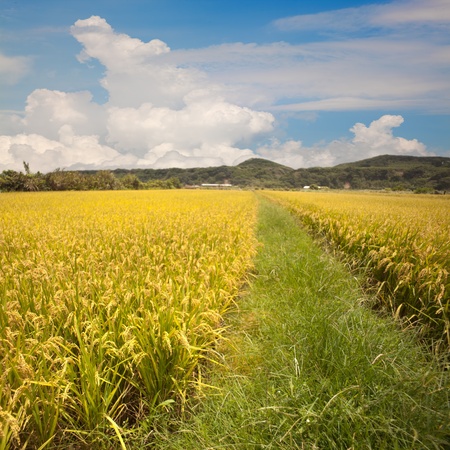 Beautiful paddy place for adv or others purpose useの写真素材