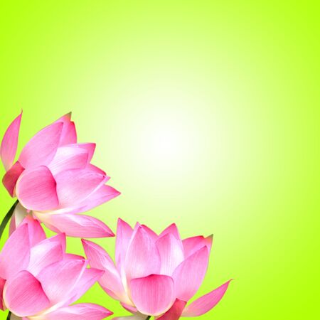Lotus with nice background for adv or others purpose useの写真素材