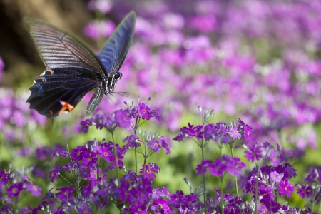 Butterfly on nice flower for adv or other purpose useの写真素材