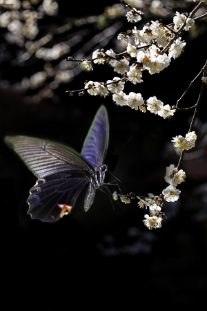 Butterfly on nice flower for adv or other purpose useの写真素材