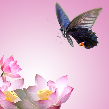 Butterfly on nice flower for adv or other purpose useの写真素材
