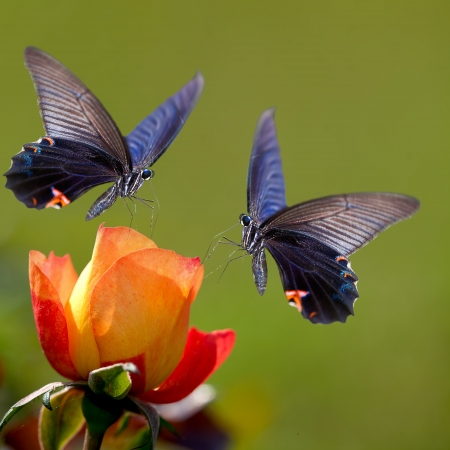 Butterfly on nice flower for adv or other purpose useの写真素材