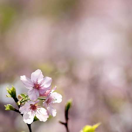 Pink sakura flower for adv or other purpose useの写真素材