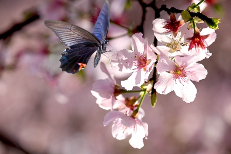 isolated Butterfly and tulip for adv or others purpose useの写真素材