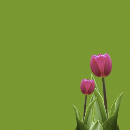Isolated tulip for adv or others purpose useの写真素材