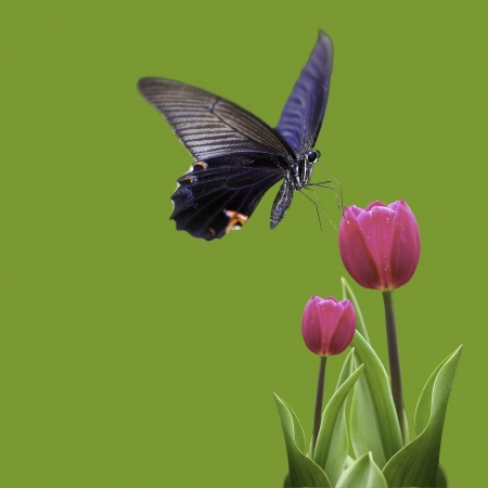 isolated Butterfly and tulip for adv or others purpose useの写真素材