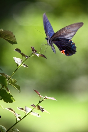 Butterfly on nice flower for adv or other purpose use の写真素材