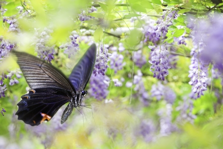 Butterfly on nice flower for adv or other purpose use の写真素材
