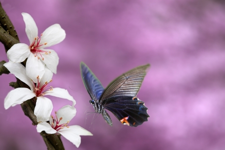 Butterfly on nice flower for adv or other purpose use の写真素材